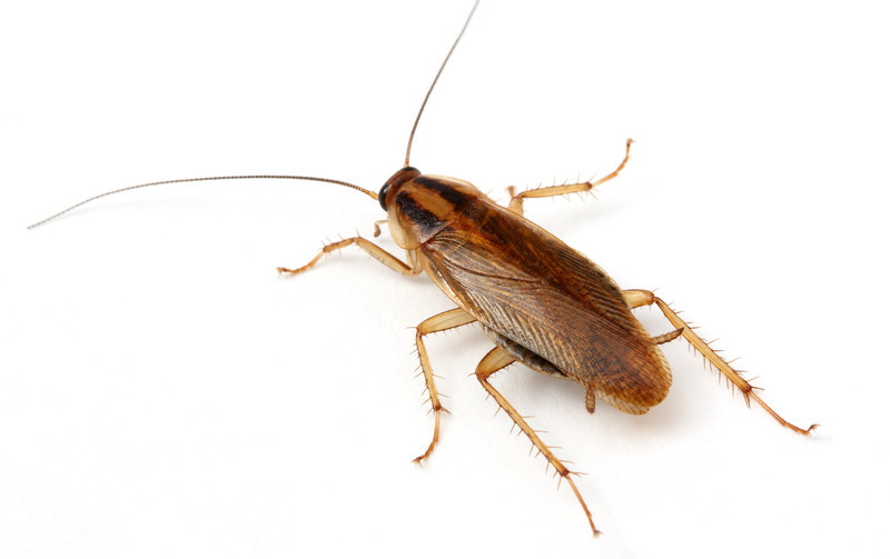 German cockroach female