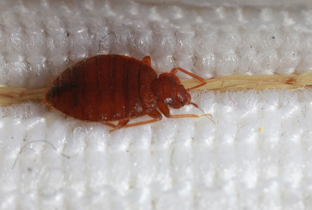 Do bed bugs need heat
