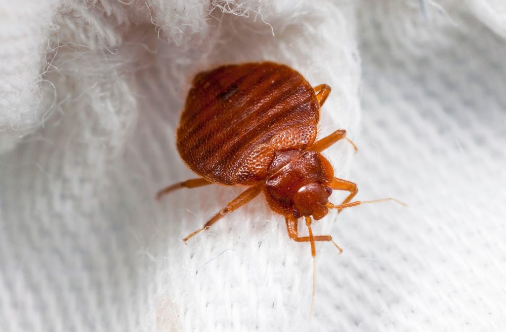 What to do if you find bed bugs in your house