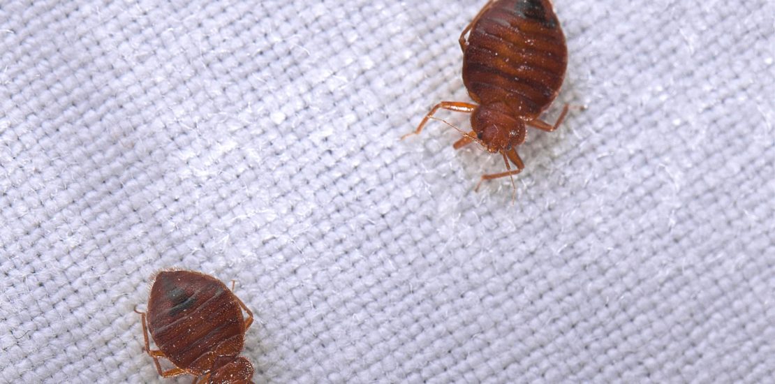 Bed bug myths