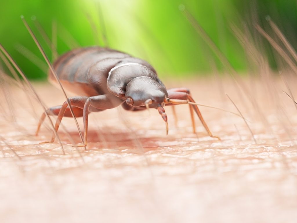 bed bug extermination