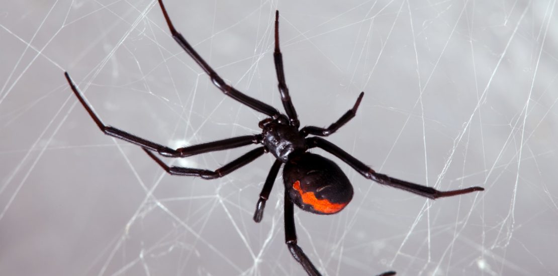 Black widow spider FAQ