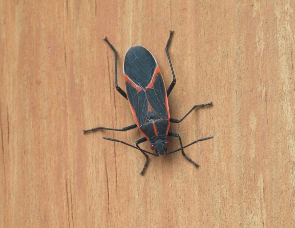 Box-Elder bug