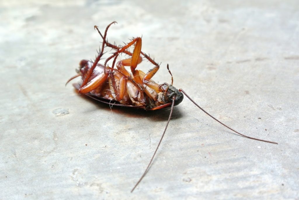 Dead cockroach