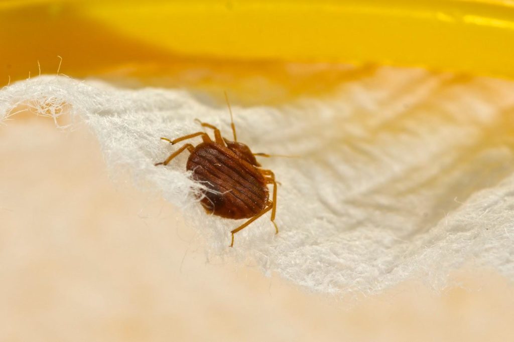 Bed bugs dorm room