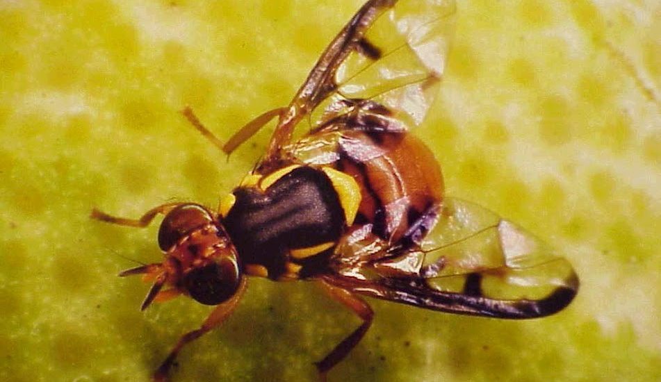 Fruit fly on produce