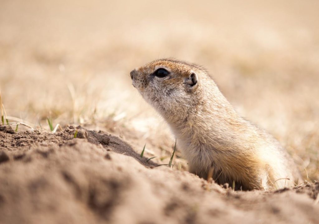 Gopher-proof your garden