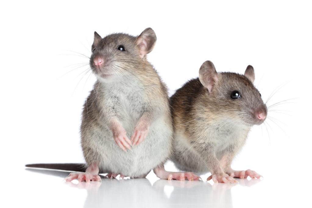 What every homeowner should know about mice and rodents