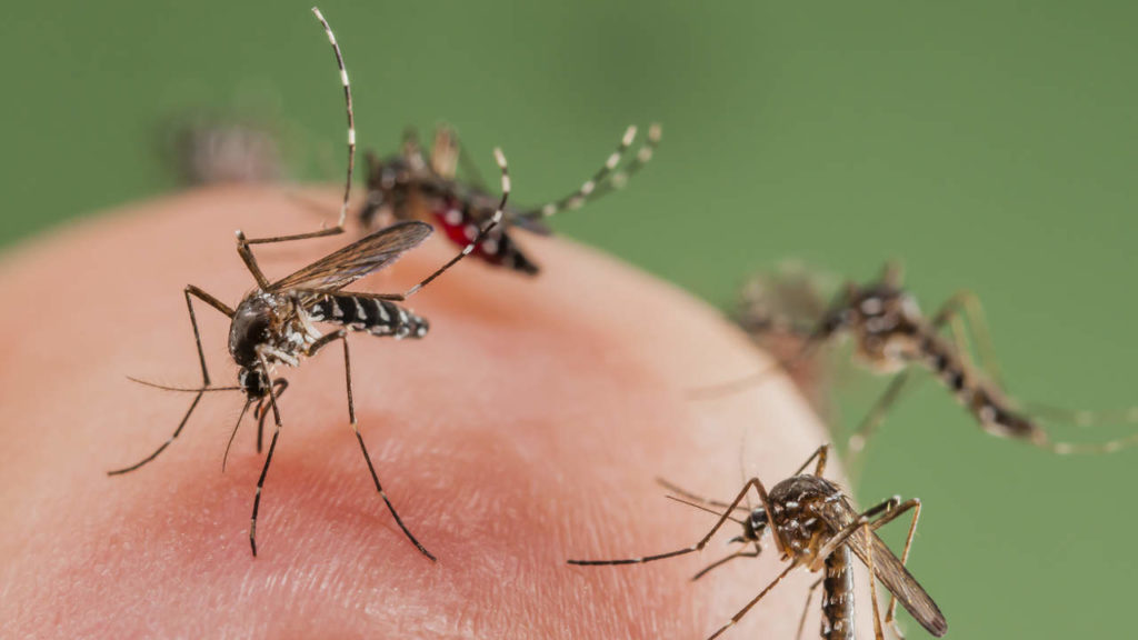 Mosquitos west nile virus