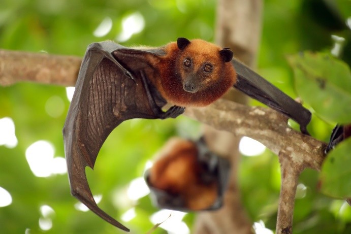 Myths about bats