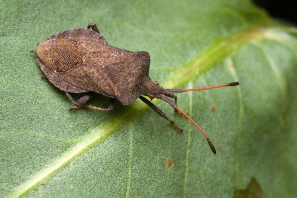 Bug on a green leaf