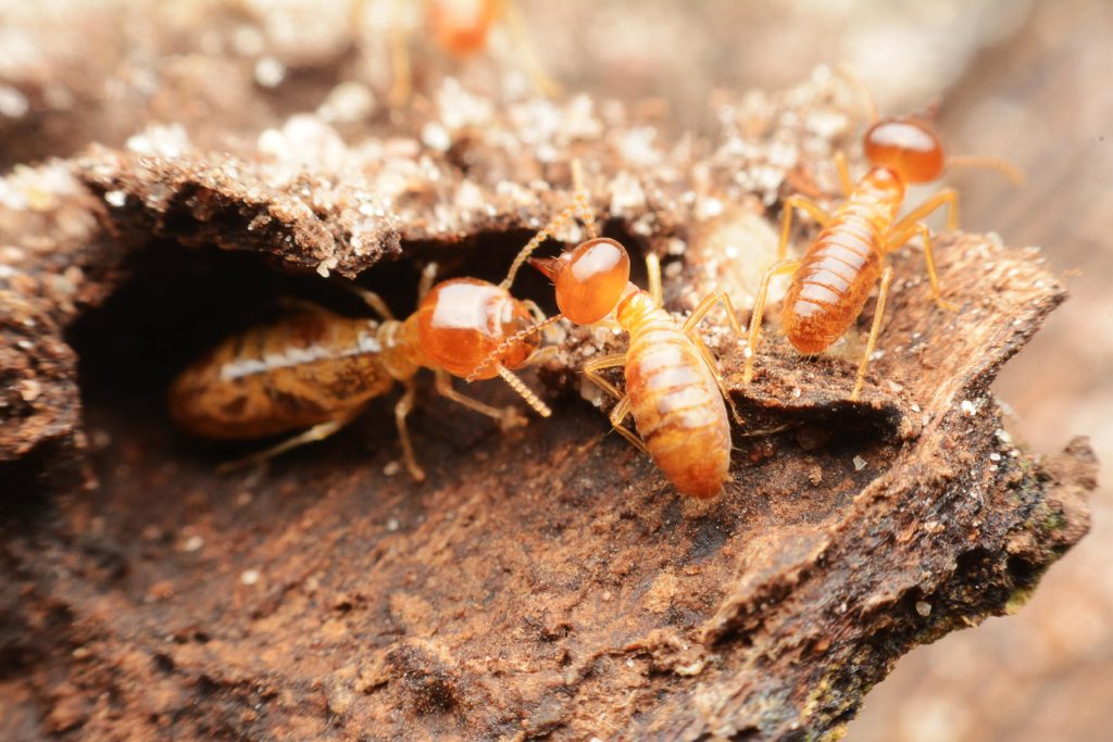 A Scientific Look at the Termite