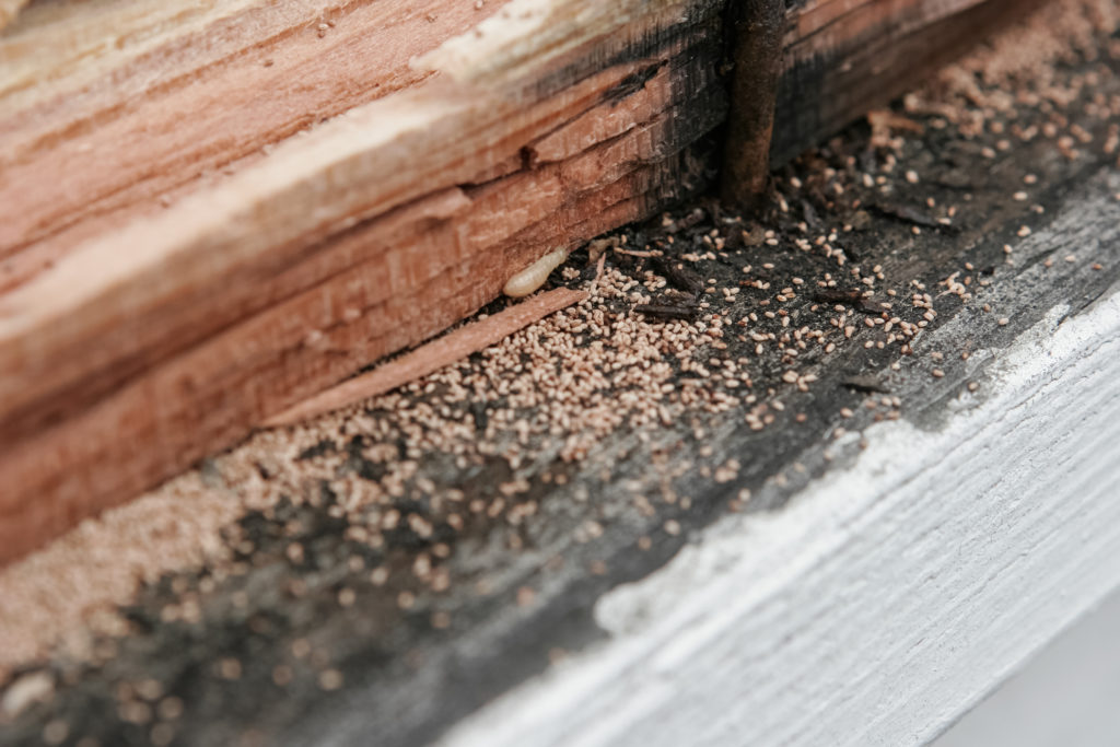 Termite frass