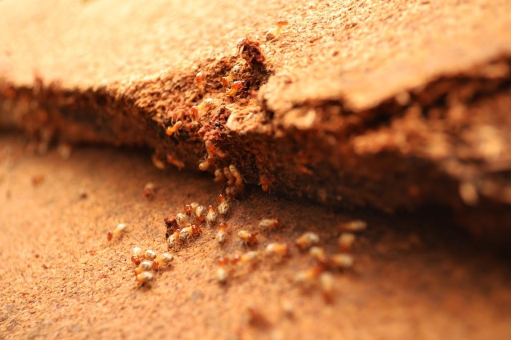 If you have termites