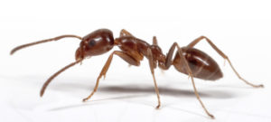 Argentine Ant