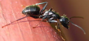 Black Carpenter Ant