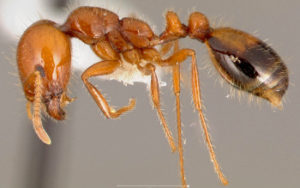 Southern California Fire Ant