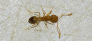 Pharaoh Ant