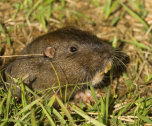 Southern California Pocket Gopher