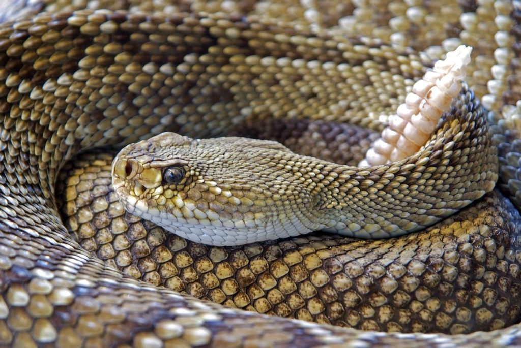 Rattlesnake coiled