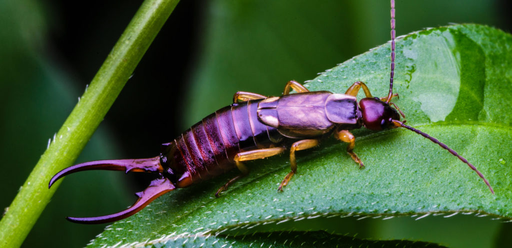 Earwig on a Leaf