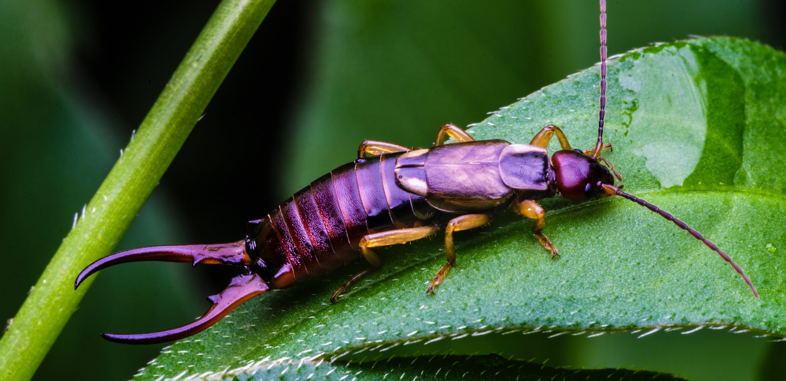 Earwigs Friend, Foe, or Both? Craig & Sons Termite & Pest Control