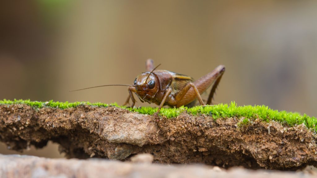 Crickets are Pest and Resource