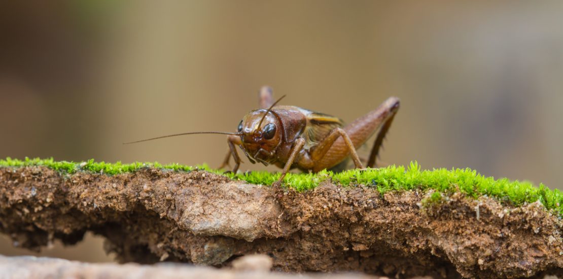 Crickets are Pest and Resource