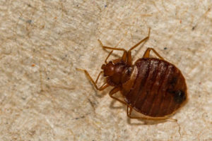 Bed bug treatment in Yucaipa, CA