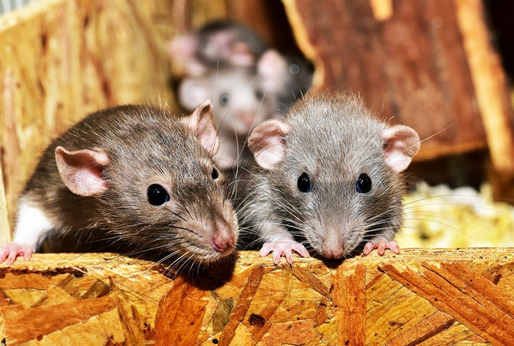 Two rats close to a camera as they chew through plywood. More rodents in the background.