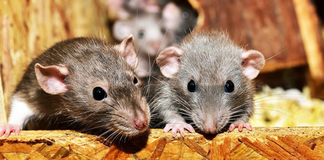 Two rats close to a camera as they chew through plywood. More rodents in the background.
