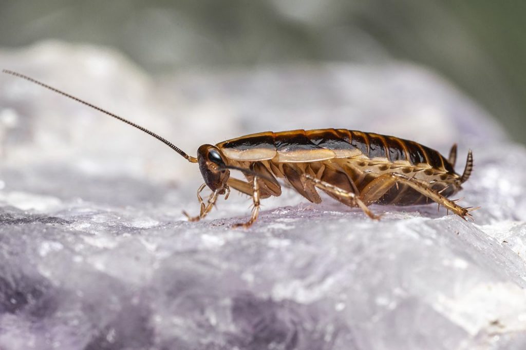 German cockroach for pest control on a block of ice