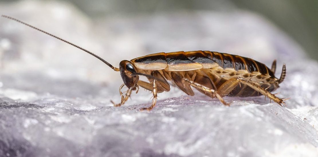 German cockroach for pest control on a block of ice