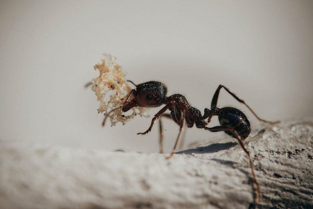 Common southern California black ant carrying food