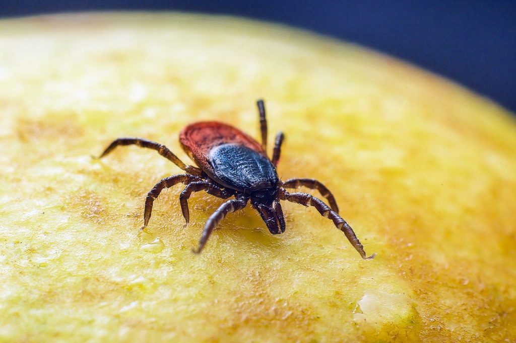 Tick arachnid in Riverside, CA
