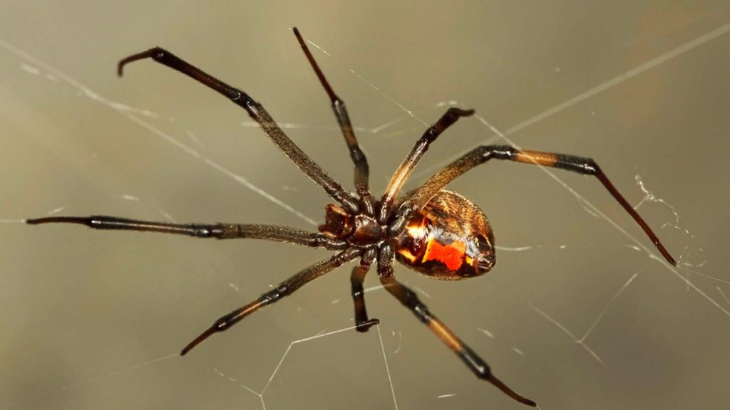 Brown widow spider pest control
