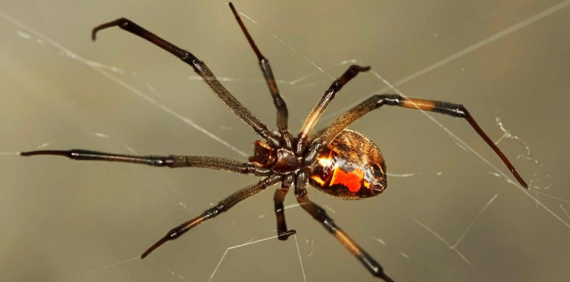 Brown widow spider pest control