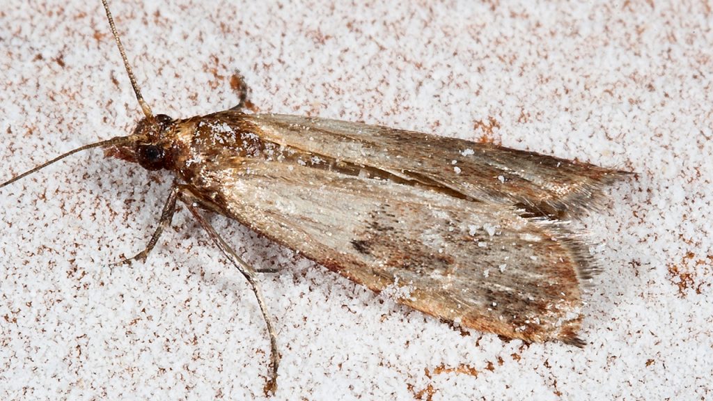 Pantry moth