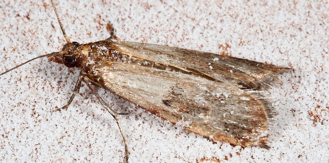 Pantry moth