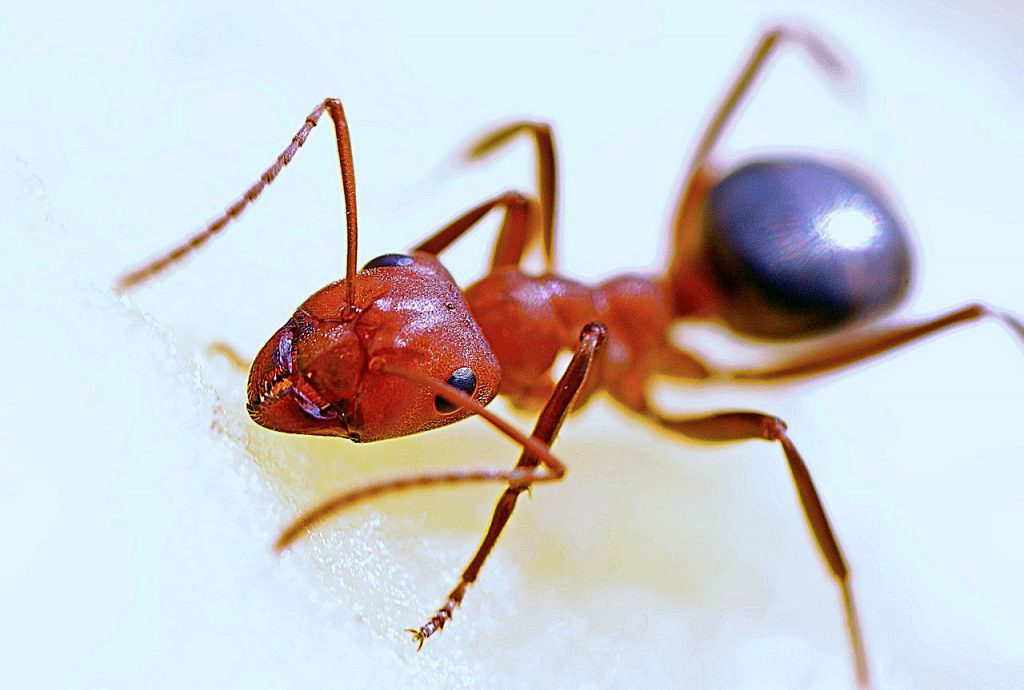 Common red and black ant