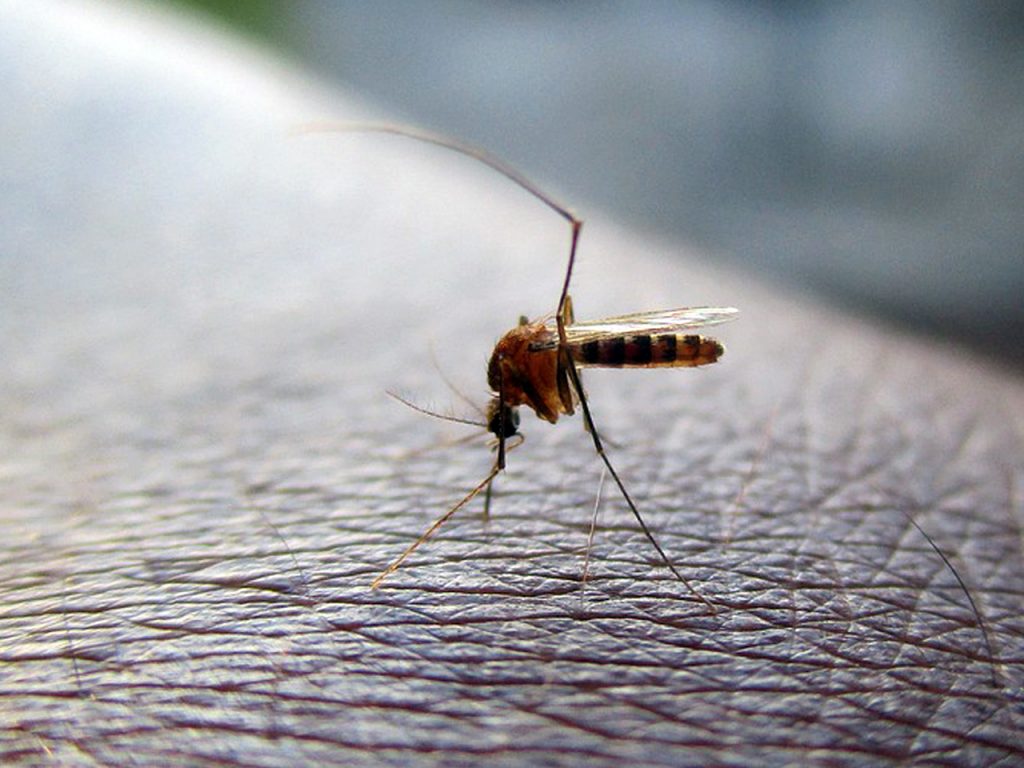 Mosquito in the Inland Empire on human skin