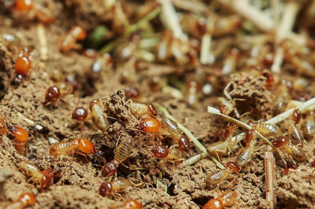 Termites foraging