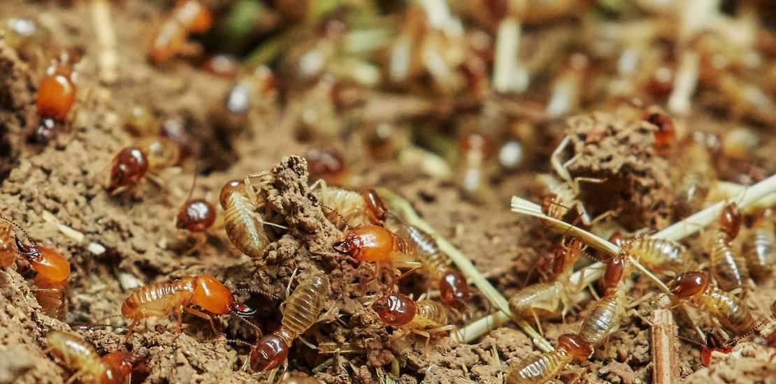 Termites foraging