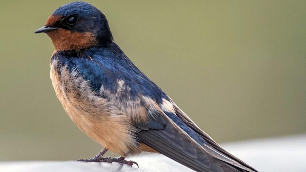 Barn Swallow in Riverside,