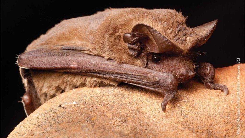 Mexican bat Yucaipa, CA