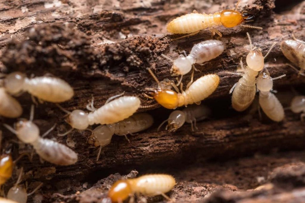Subterranean termite colony