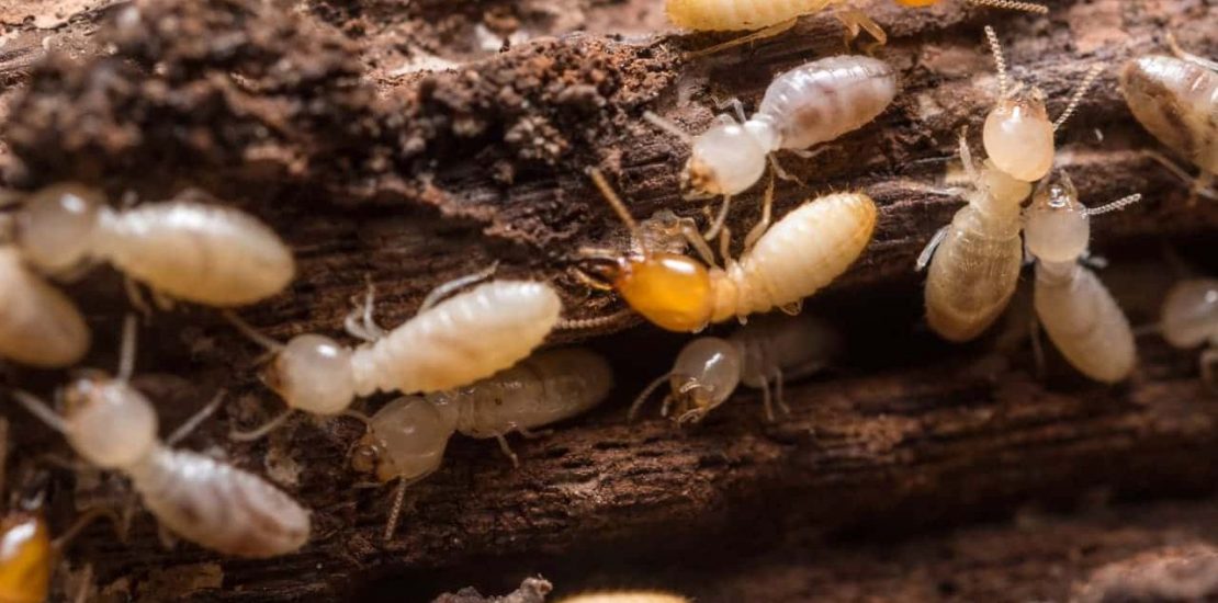 Subterranean termite colony