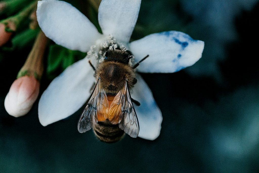 Honey bee pollinating a flower in Redlands, CA