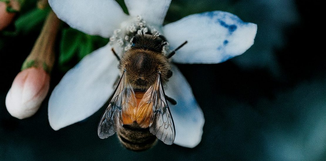 Honey bee pollinating a flower in Redlands, CA